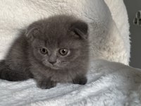 Mükemmel huylu scottish fold yavrumuz
