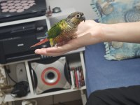 Konur papağanı ele alışkın