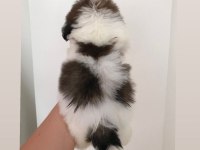 Mini boy shih tzu yavrular açık renk