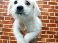 Terrier yavrular