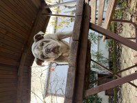 Egzotik İngiliz Bulldog yavrularımız