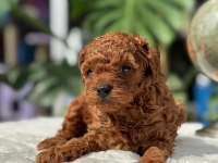SAĞLIK VE IRK GARANTİLİ TOY POODLE
