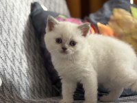 British shorthair beyaz ve lilac bebeklerime yuva arıyorum