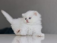 British longhair yavrularımız