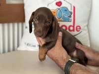 Petmode köpek çiftliğinden dachshund yavrumuz