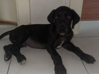 Danua siyah beyaz oğlumuza yeni yuva arıyoruz