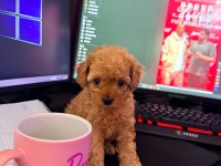 Orijinal 2 Aylık Toy Poodle