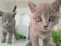 Irk Ve Sağlık Garanti Orjinal British Shorthair