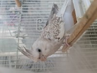 Sultan Papağanı 14 Aylık