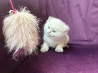 Ns11 dişi british longhair