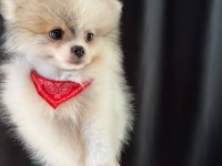 Pomeranian Boo Dişi Mini Tea Cup