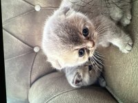 3 adet scottish fold yavru İstanbul içinde