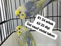 A KALİTE ÜST VASIF RAINBOW KUŞLAR AÇIKLAMA OKUYUN