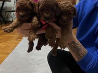 Toy Poodle Köpeğimiz