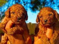 Çok sevimli toy poodle