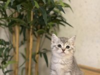 Brıtısh Shorthair Yavrularım