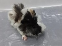 Guinea Pig Şehir İçi Ve Şehir Dışı Teslimat Vardır