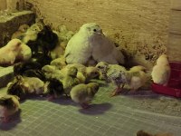 MİNYATÜR ÇİN BILDIRCINLARI (YUMURTA CİVCİV TAKIM)