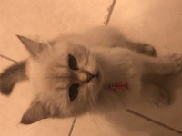 Acil satılık kedimiz için ul