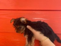 Kaliteli Yorkshire Terrier Yavruları