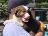 Safkan Border Collie Yavruları Çiftlikten 