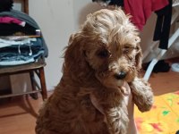 A KALİTE MALTİPOO KÖPEKLER