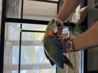 Resmi belgeli yavru catalina hibrit macaw papağanı