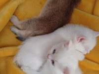 2 AYLIK BRİTİSH YAVRULAR 1 MART DOĞUMLU