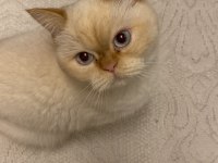 British shorthair aşılar tamam