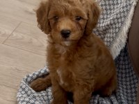 2 Buçuk Aylık Erkek Toy Poodle