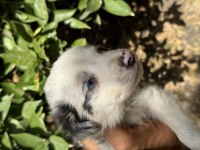 BLUE MERLE VE SİYAH BEYAZ SAFKAN BORDER COLLİE YAVRULARI