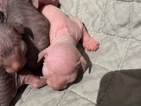 SFENKS yeni doğdular 3 dişi 3 erkek