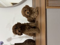 Erkek red toy poodle