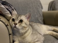 1.5 yaşında British Shorthair Silver Erkek