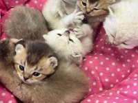 Ankara rezerve açık british shorthair yavrularımız