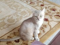 Kendini Sevdiren Yanınızdan Ayrılmayan Kedimiz