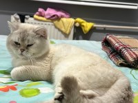 2 yaş erkek british shorthair sahiplendirilecektir
