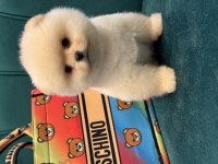 Pomeranian yavrularımız gelmiştir