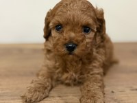 Bir avuç mutluluk toy poodle bebeklerimden