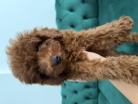 2 aylık minik yavru poodle