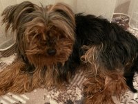 0 BOY TEACUP YORKSHİRE TERRİER KIZIM