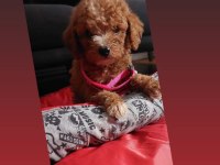 Dişi erkek pet eğitimli poodle yavrular