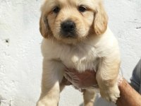 Dost Canlısı Golden Retriever Yavrular