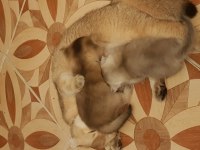Britsh shorthair golden yavru