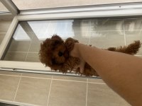 Teacup Poodle