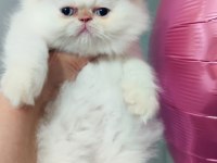 İran kedisi longhair dişi