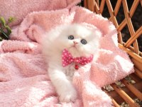 British Longhair Minnaklarım
