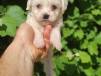 ORJİNAL MALTESE YAVRULARI