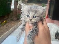 SAFKAN BLUE POİNT BRİTİSH SHORTHAİR YAVRULARIMIZ (SON 4)