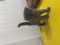Scottish fold pati yavrumuz yeni yuvasını arıyor